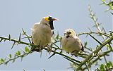 Wattled Starlingborder=